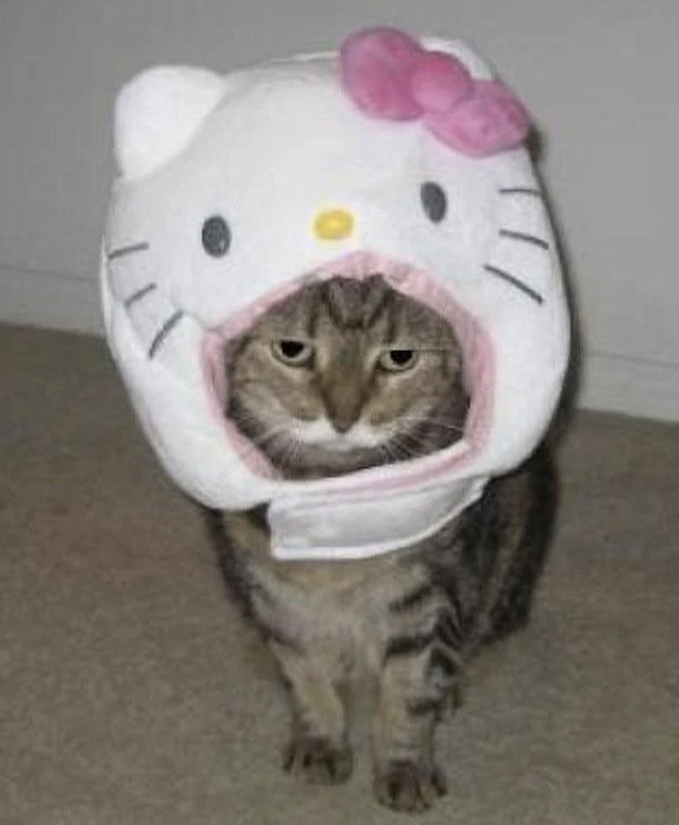 sad cat hello kitty